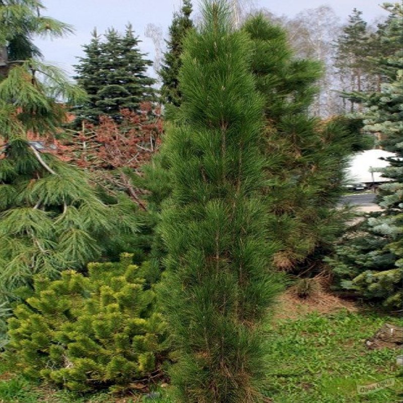 Сосна черная Грин Тауэр (Pinus nigra Green Tower)