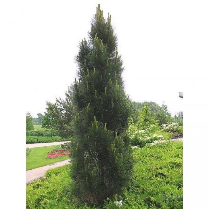 Pinus nigra Green Rocket