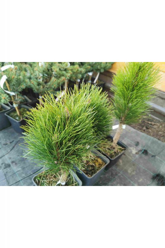 Pinus nigra 'Nana'