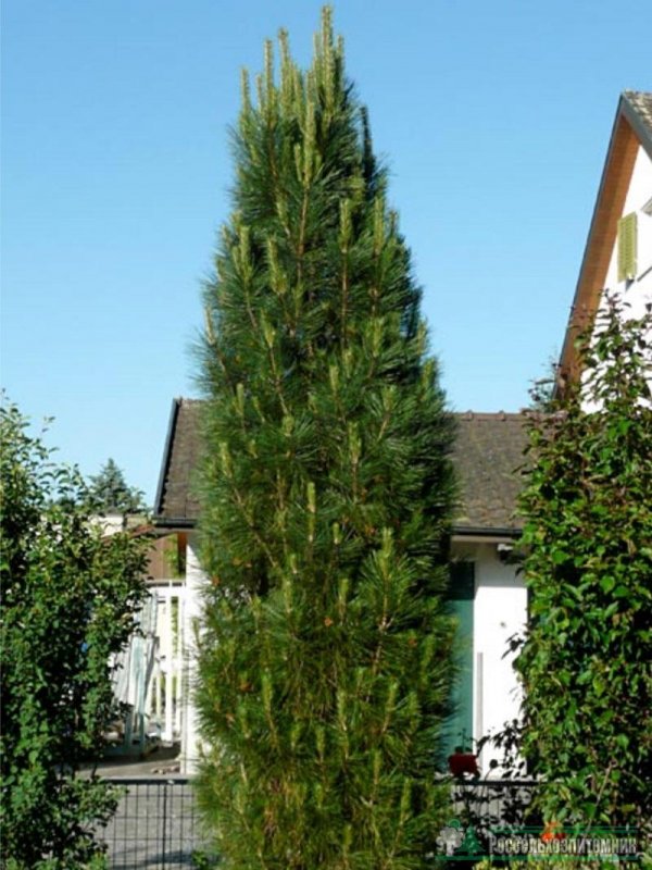 Сосна черная Пирамидалис (Pinus nigra pyramidalis)