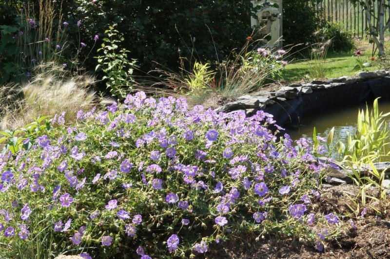 Герань Geranium Azure Rush