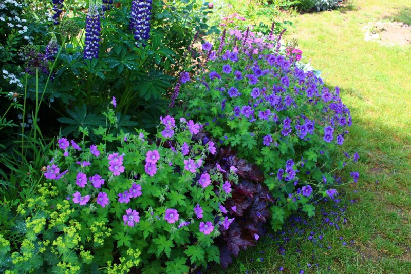 Geranium wallichianum Buxton Blue