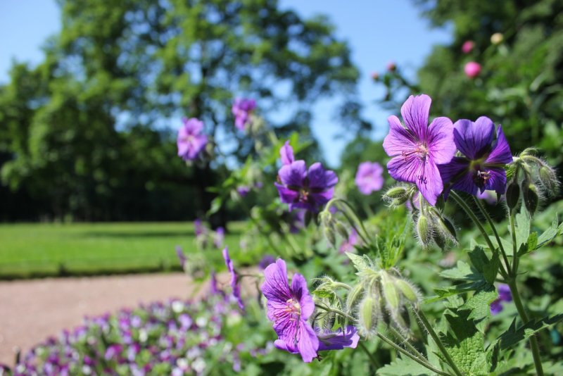 Geranium Magnificum