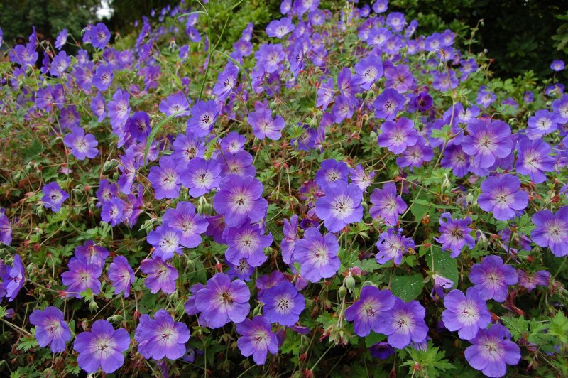 Герань Розанна (Geranium Rozanne ®)