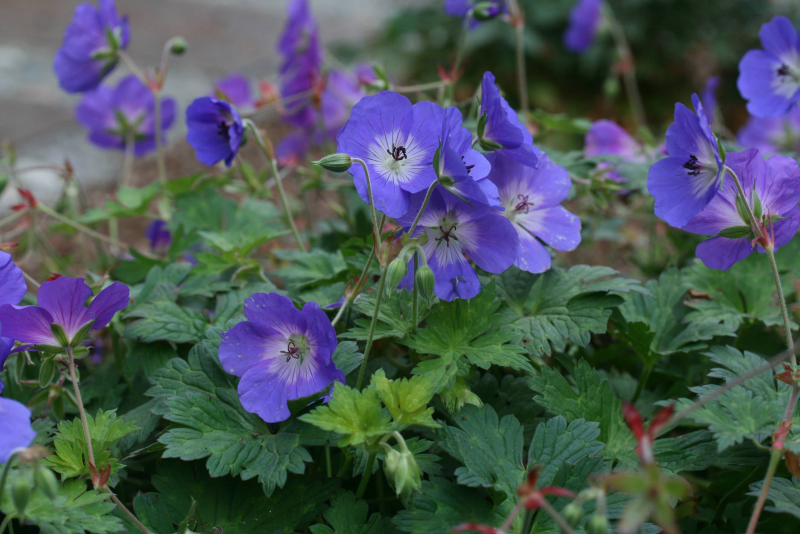 Geranium Garden planting and Care photo