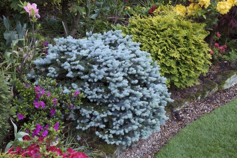 Ель колючая Глаука Глобоза (Picea pungens glauca globosa)