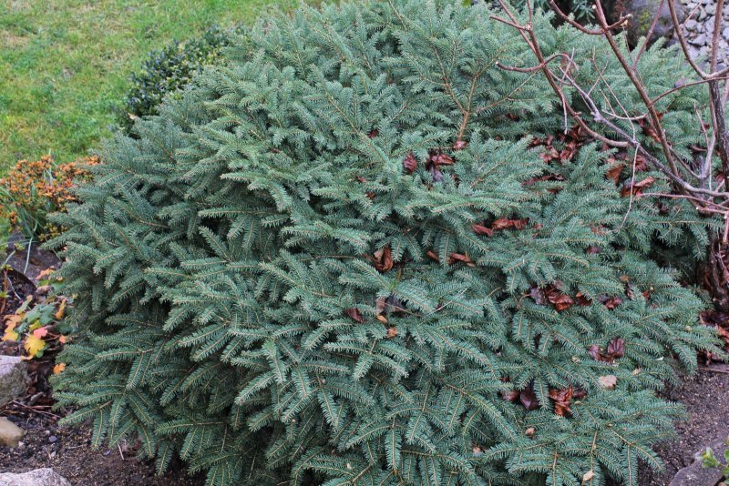 Picea Abies Nidiformis