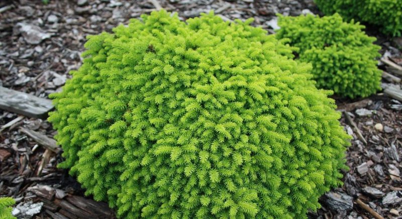 Ель обыкновенная Литтл джем Picea Abies little Gem