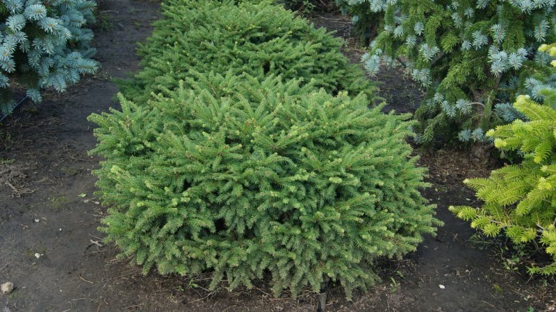 Ель обыкновенная Nidiformis