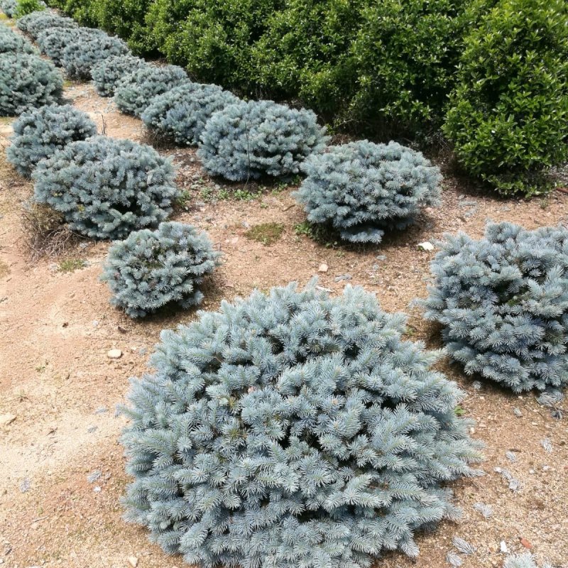 Ель glauca globosa
