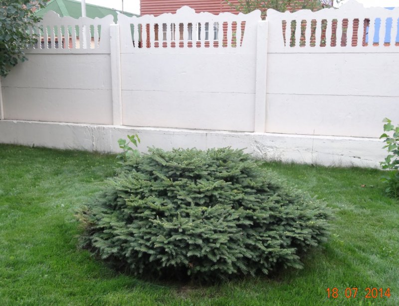 Нидиформис (Nidiformis). Голубая