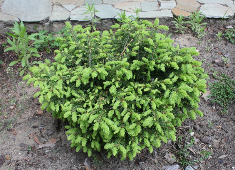 Ель европейская Nidiformis
