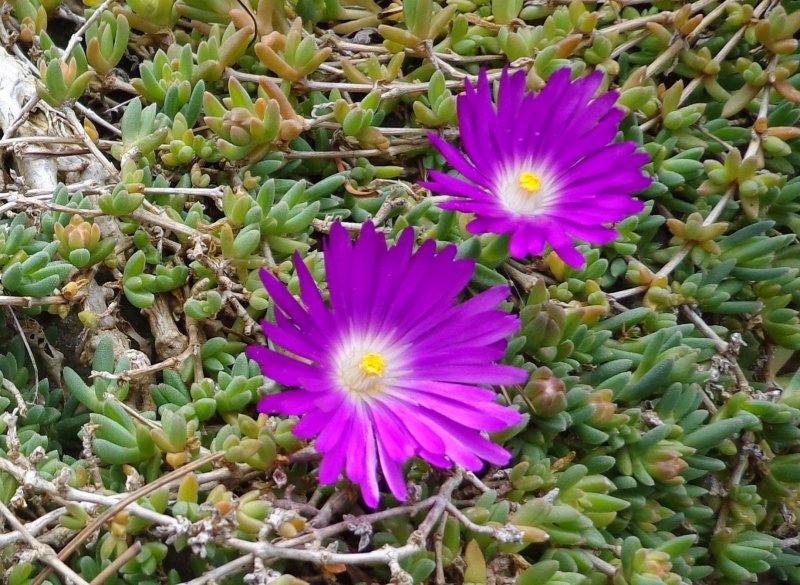 Делосперма Delosperma "Sandella Red"