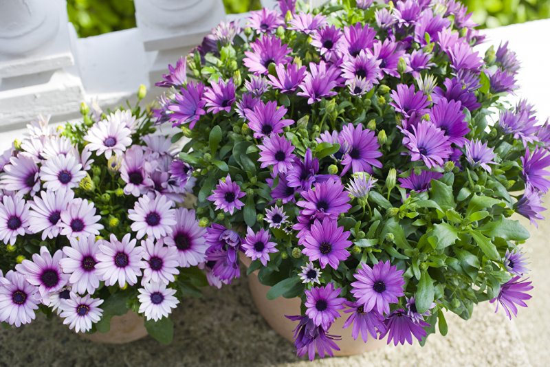 Остеоспермум (Капская Маргаритка) Osteospermum ecklonis