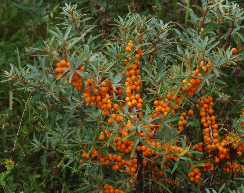 Кизильник горизонтальный (Cotoneaster horizontalis)
