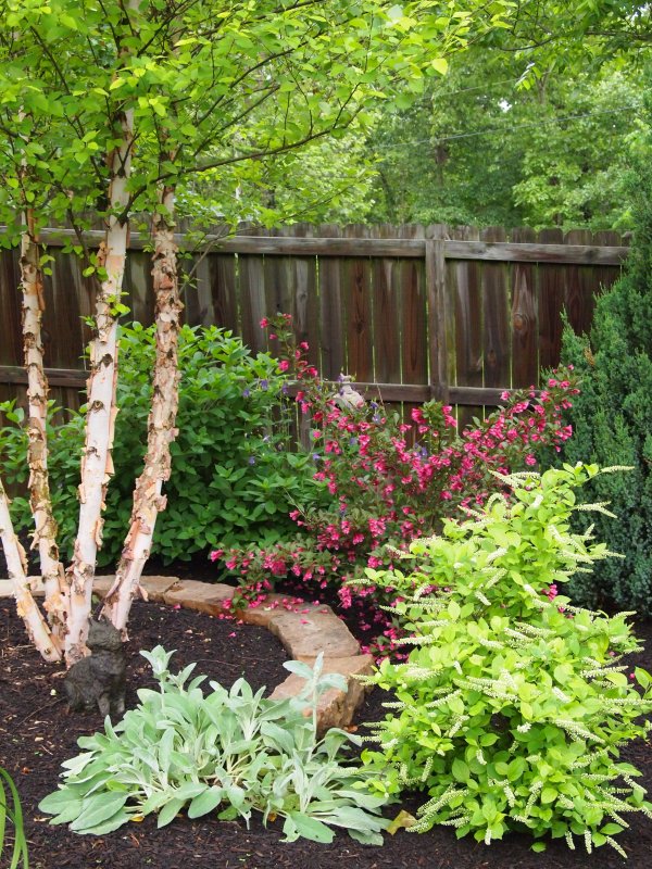 Пираканта оранж Глоу Pyracantha Orange Glow