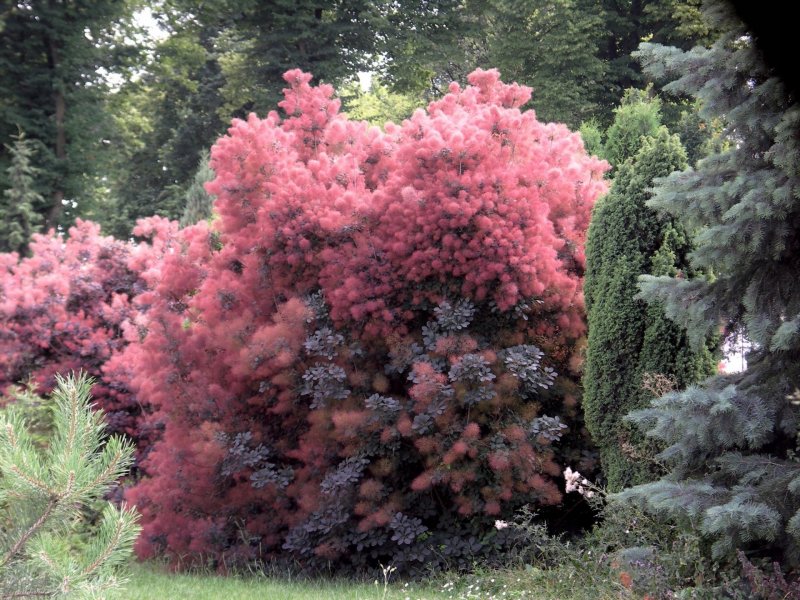 Скумпия (Cotinus coggygria)