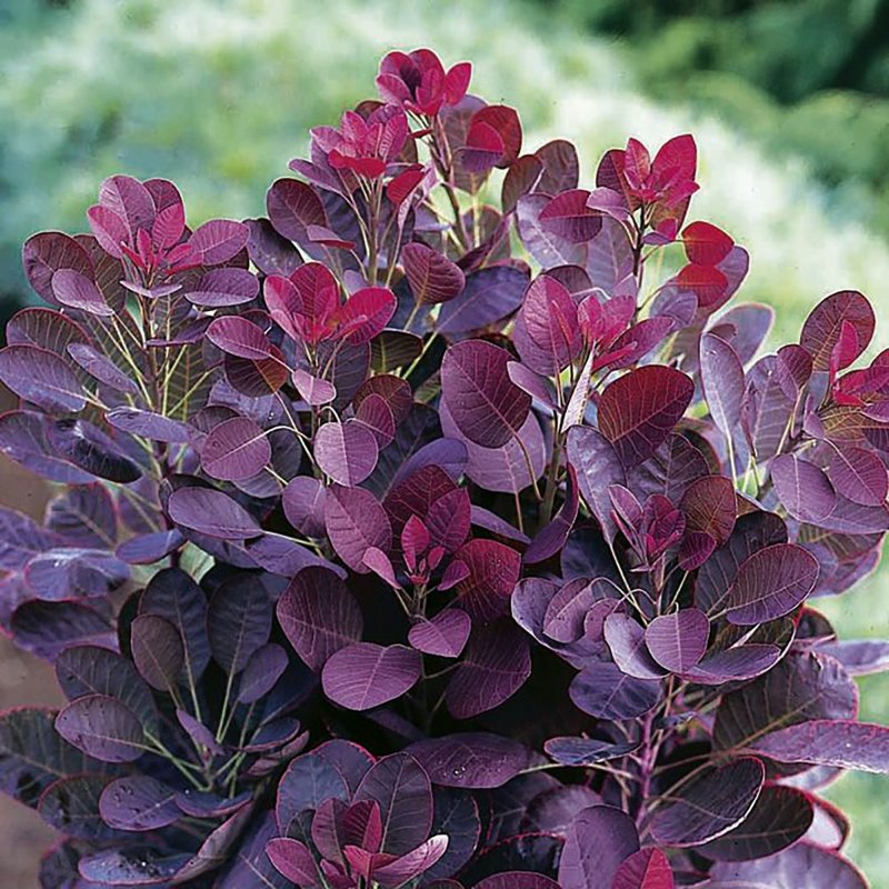 Скумпия Кожевенная Ройал Пурпл Cotinus coggygria Royal Purple