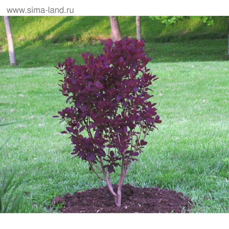 Скумпия Кожевенная Royal Purple (Роял Пурпл)