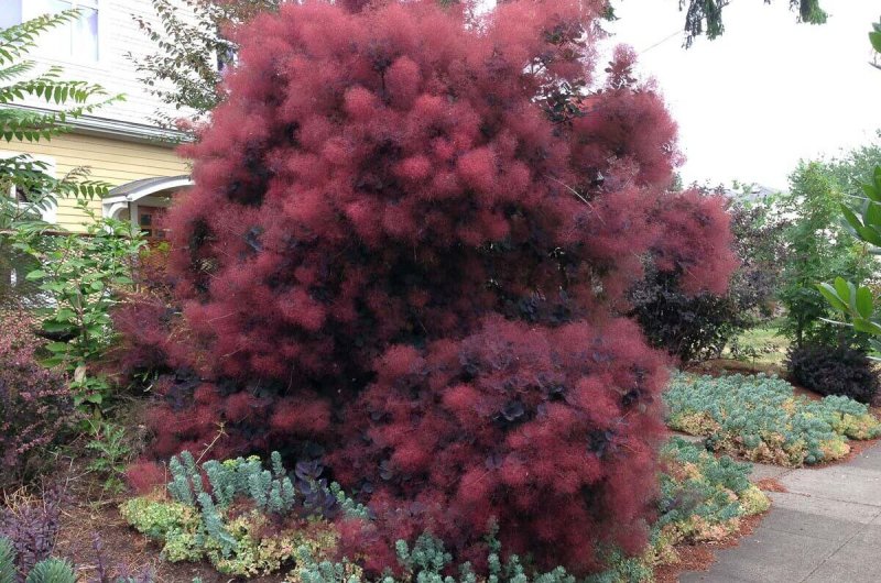 Скумпия Кожевенная `Роял перпл` Cotinus coggygria `Royal Purple`