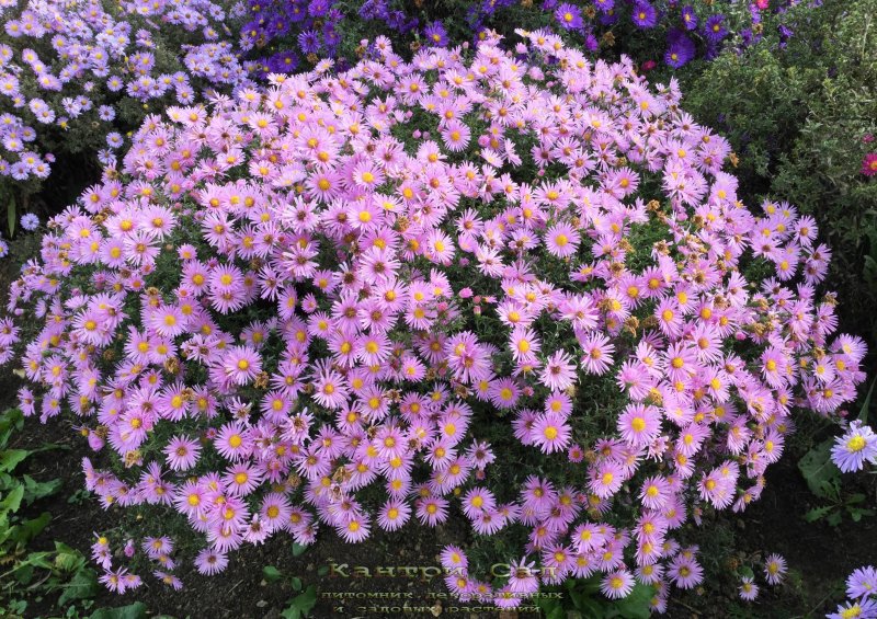Астра многолетняя кустарниковая (Aster dumosus)