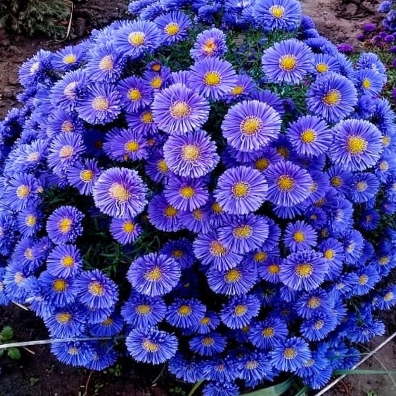 Астра кустарниковая Rosenwichtel(Aster dumosus Rosenwichtel)
