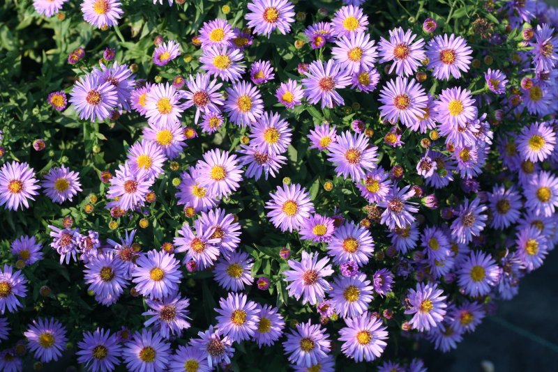 Aster dumosus 'Tonga'