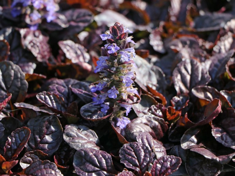 Живучка ползучая Atropurpurea