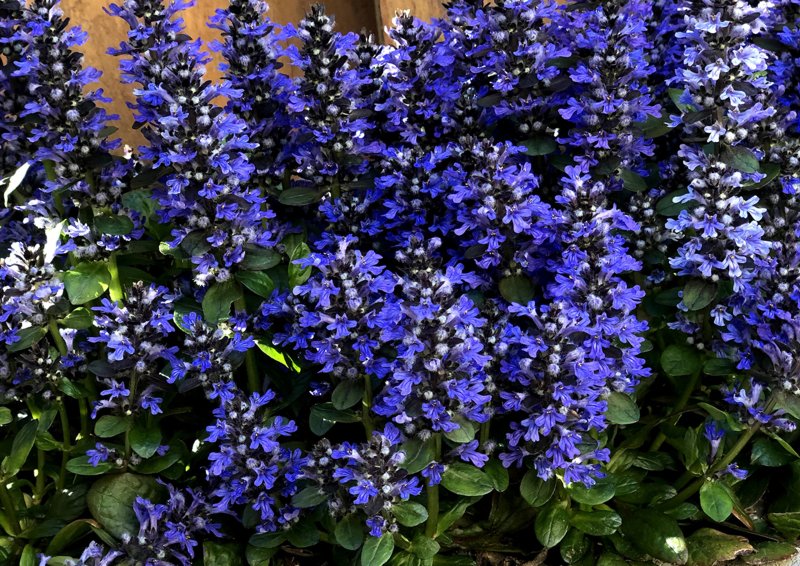Живучка ползучая (Ajuga reptans `Atropurpurea`)