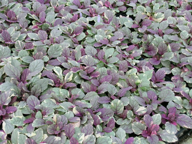 Живучка ползучая Ajúga réptans Burgundy Glow