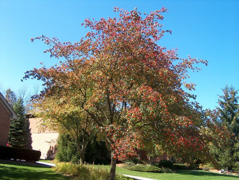 Боярышник сливолистный (Crataegus prunifolia)