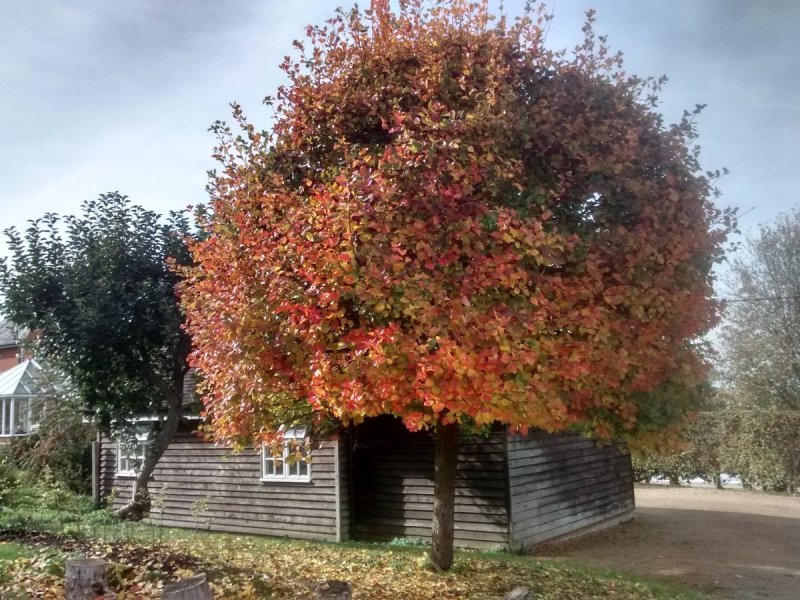 Crataegus persimilis