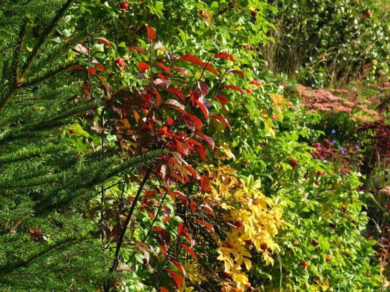 Crataegus oxyacantha
