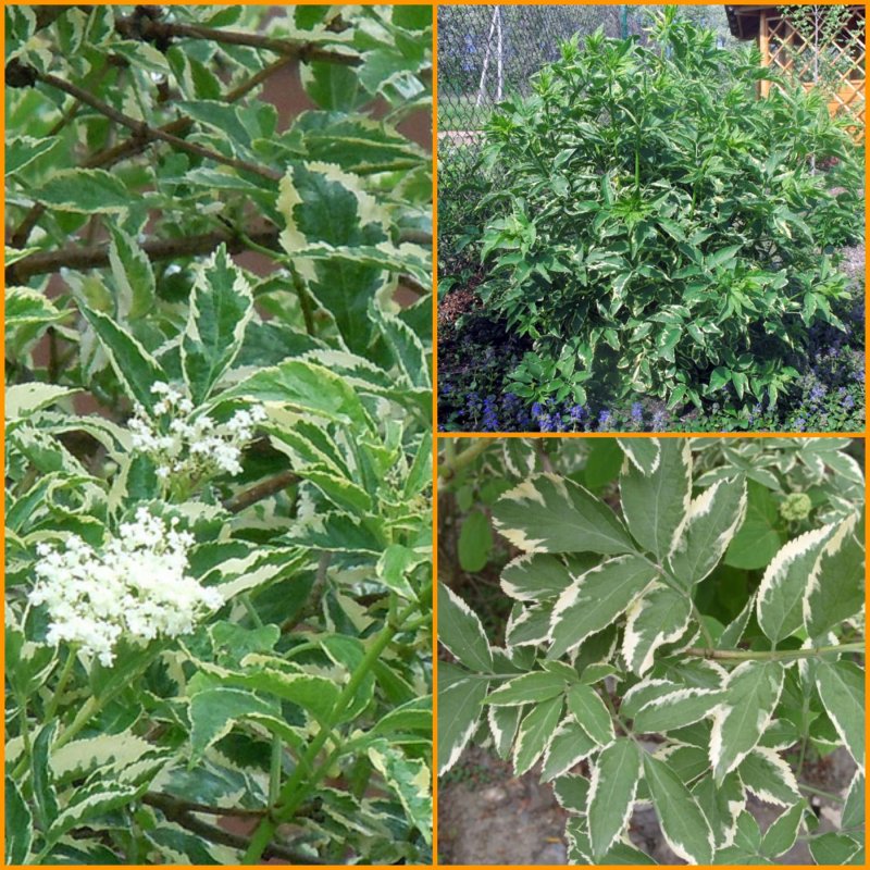 Бузина Aureovariegata