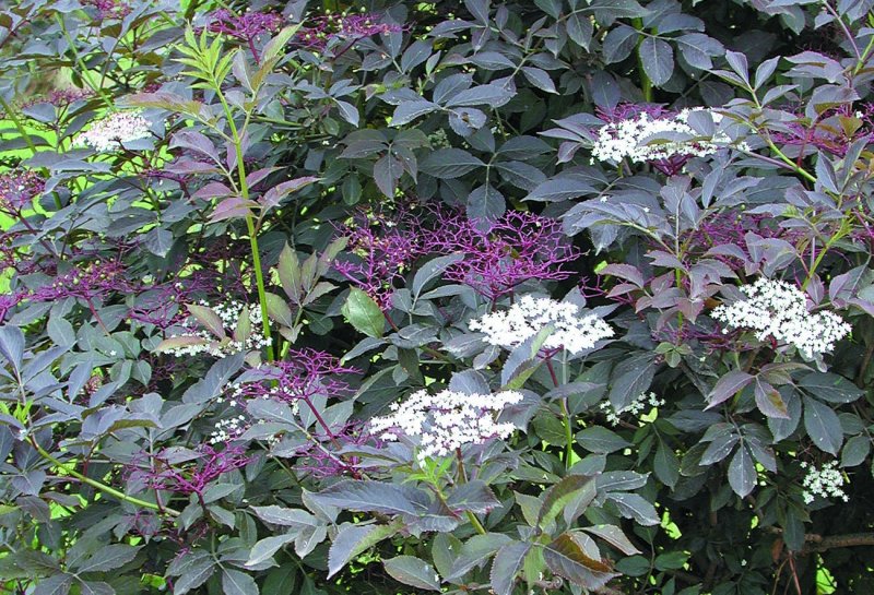 Бузина чёрная Серенада Sambucus nigra Serenade
