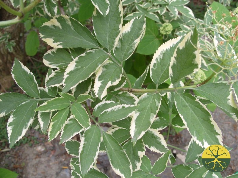 Бузина черная "albo-variegata"