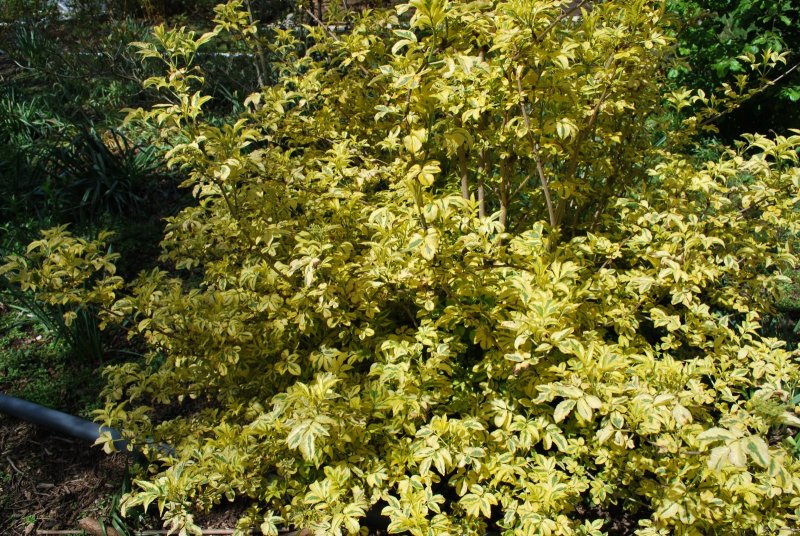 Бузина Sambucus nigra Madonna