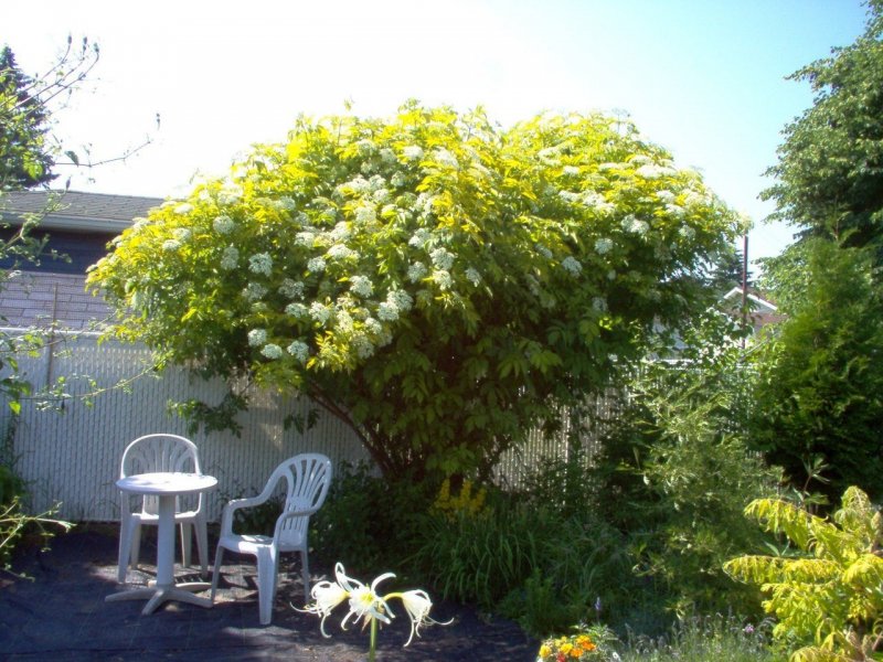 Бузина Sambucus nigra Madonna