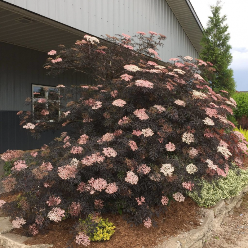 Бузина черная `Блэк Лэйс` Sambucus nigra `Black Lace`
