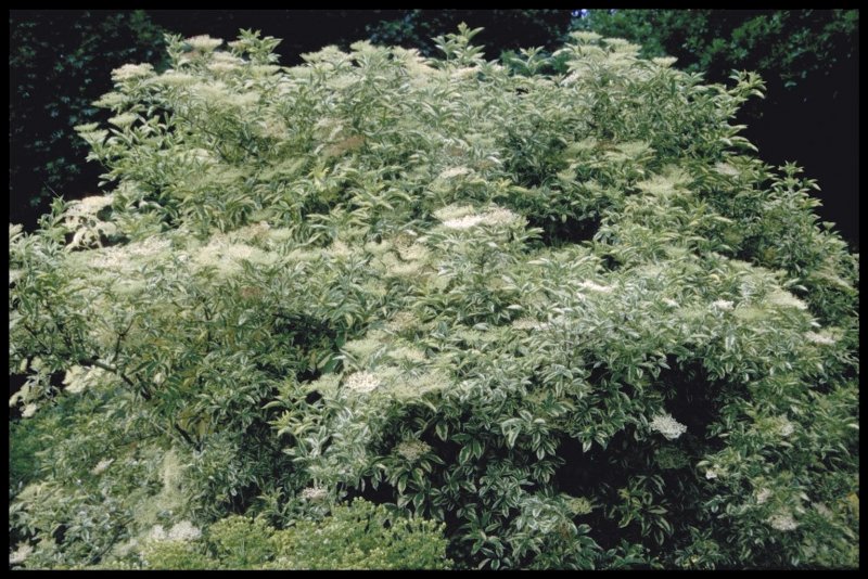 Бузина черная Маргината (Sambucus nigra marginata) с3