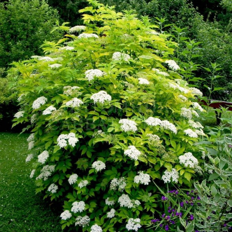 Бузина черная Ауреа (Sambucus nigra Aurea)
