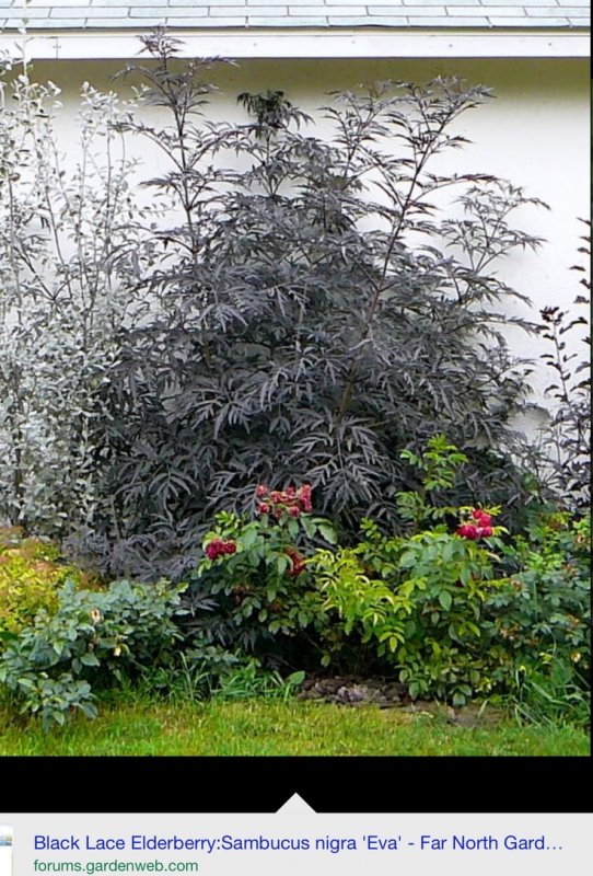 Бузина черная "Black Lace" Блэк Лэйс