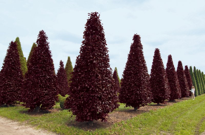 Бук Европейский (Fagus sylvatica p9)