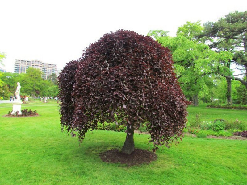 Береза повислая purpurea