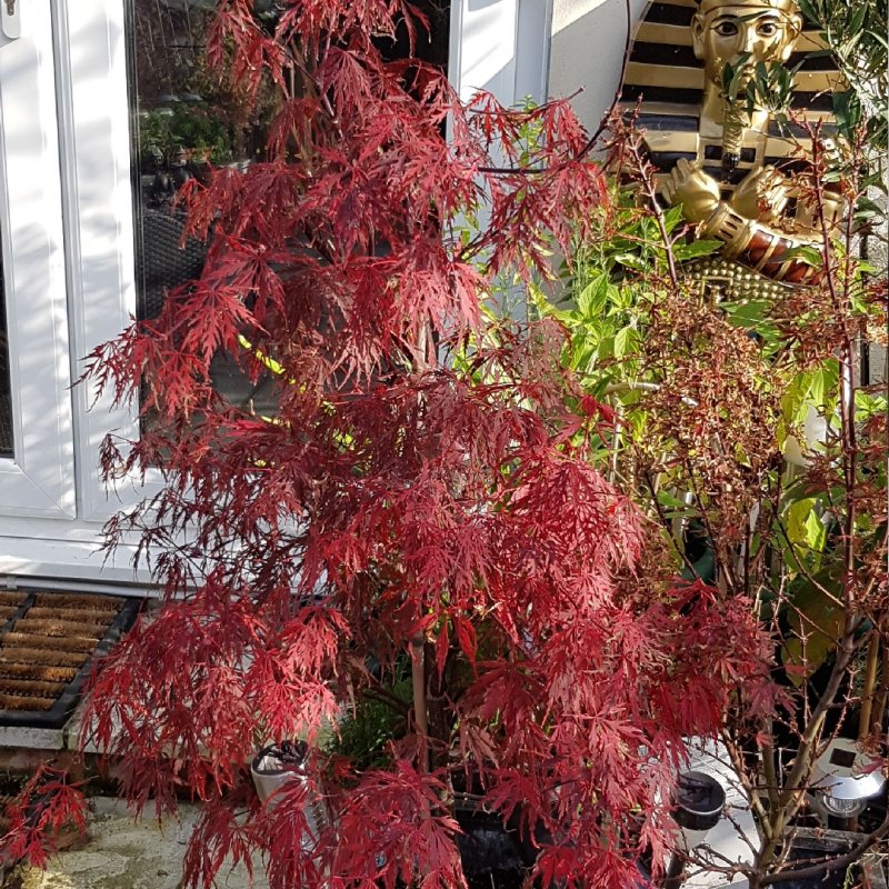 Acer palmatum Fireglow