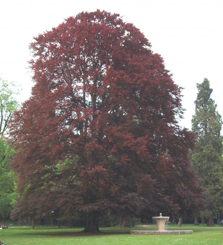 Betula pendula purpurea
