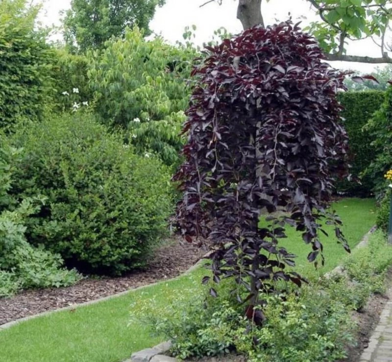 Береза повислая purpurea