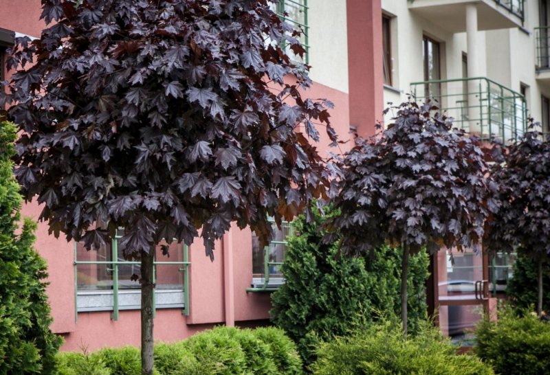 Клен остролистный Роял ред (Acer platanoides Royal Red)