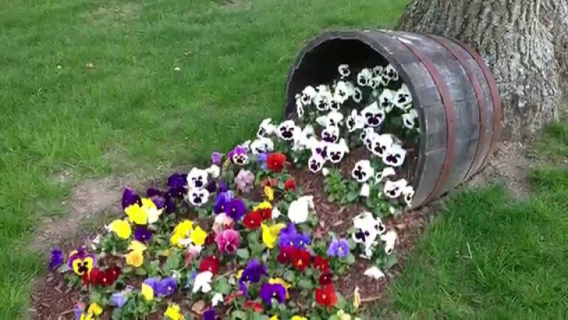 Клумба из анютиных глазок