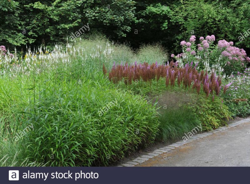 Aruncus dioicus
